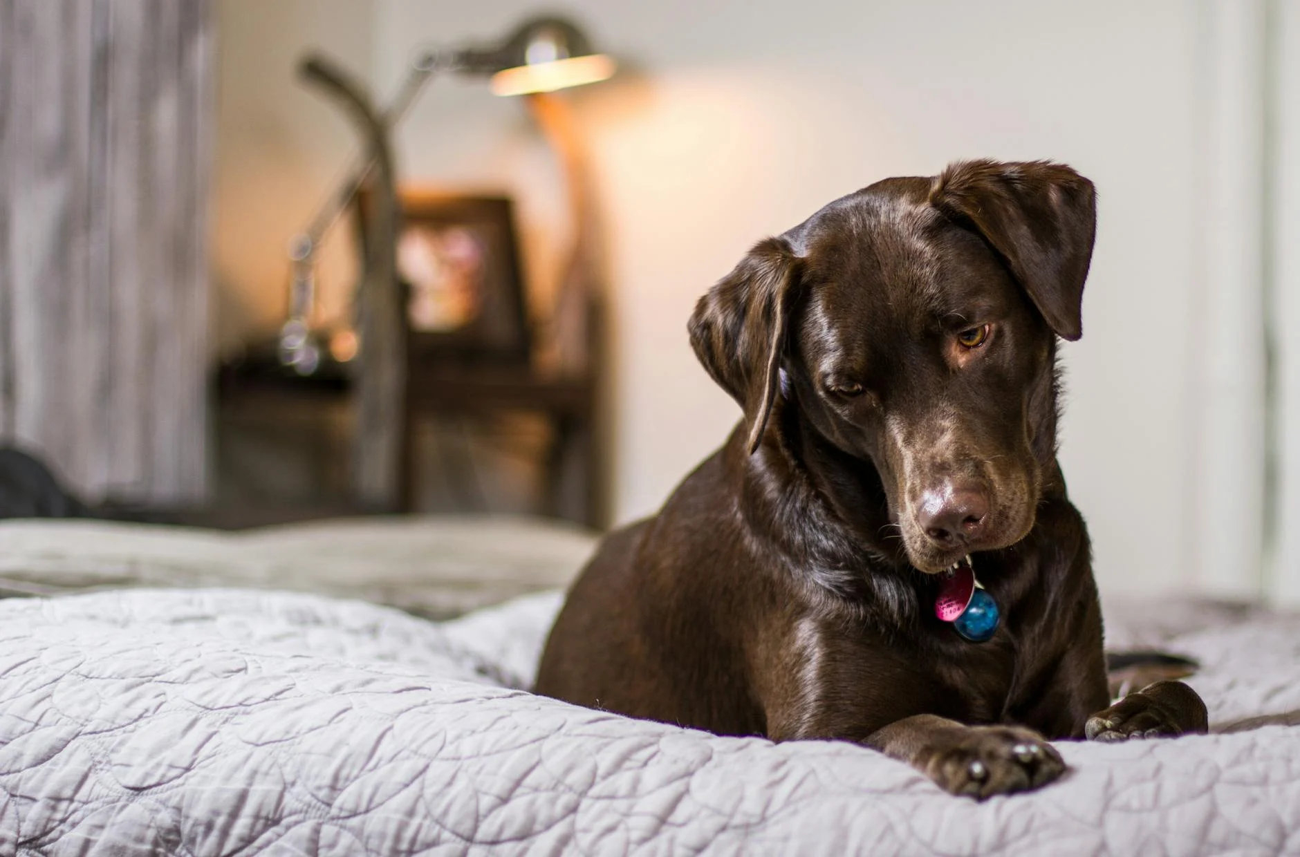 Orthopedic Dog Bed Image #1